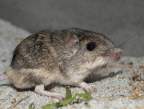 기네스북에 오른 역사상 가장 나이 많은 쥐