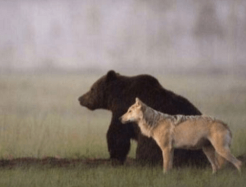 경이로운 곰과 늑대의 우정