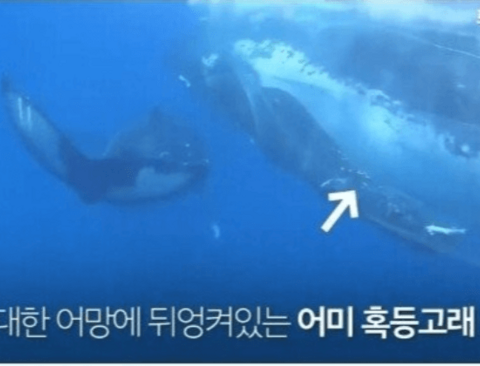 그물에 걸린 혹등고래를 구해준 다이버들